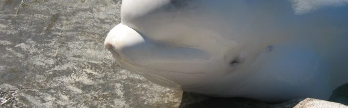 Beluga Whale