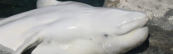 Beluga Whale