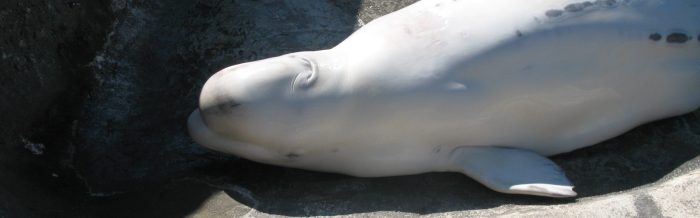 Beluga Whale