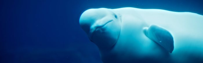 Beluga Whale