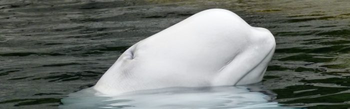 Beluga Whale