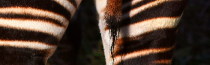 Okapi
