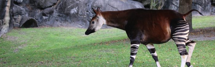 Okapi