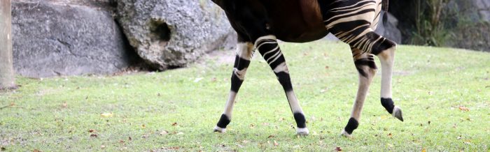 Okapi