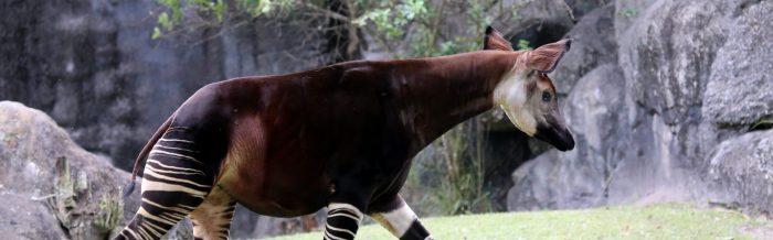 Okapi