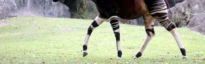 Okapi
