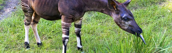 Okapi