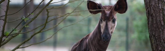Okapi