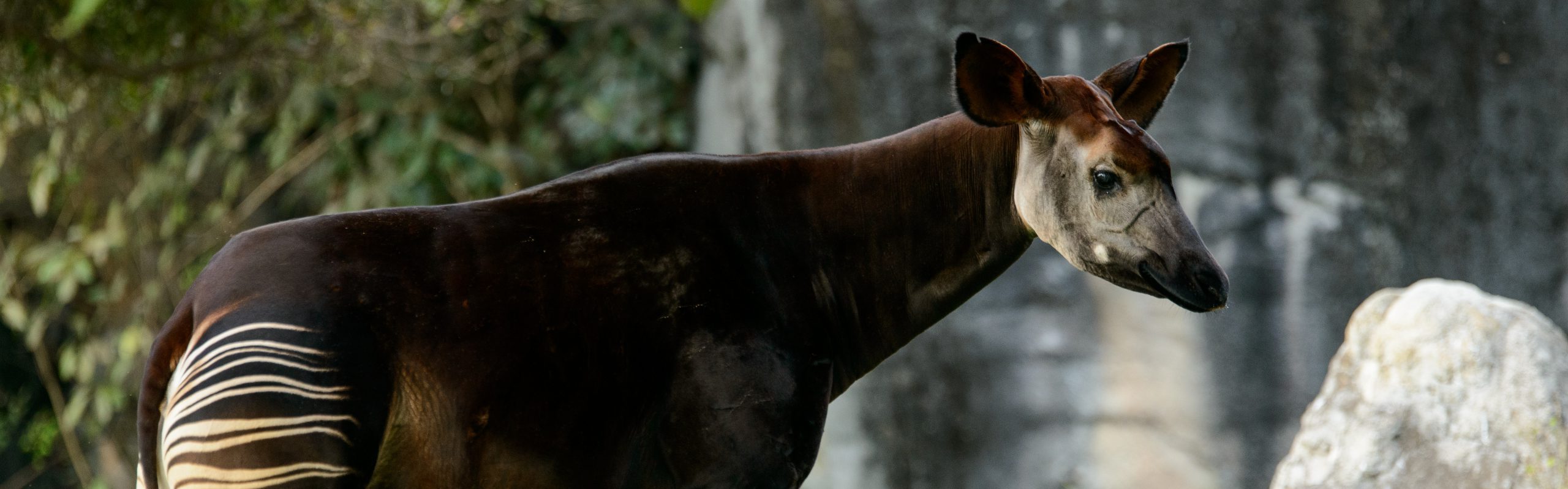 Okapi (Okapia johnstoni) – FaunaFocus