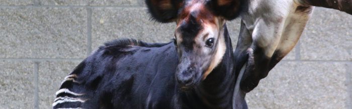 Okapi