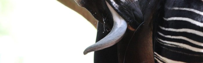 Okapi
