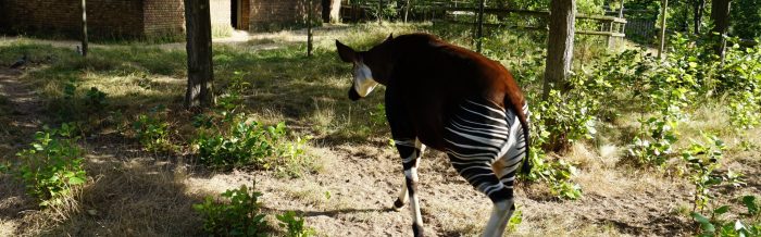 Okapi