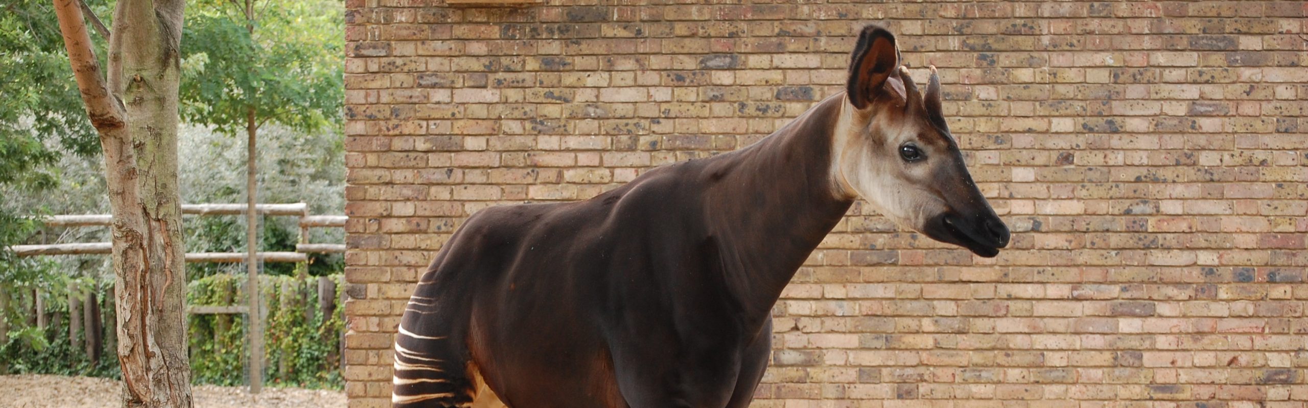Okapi (Okapia johnstoni) – FaunaFocus