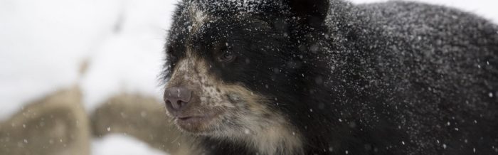 Spectacled Bear