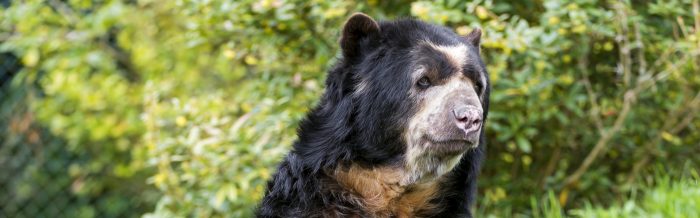 Spectacled Bear