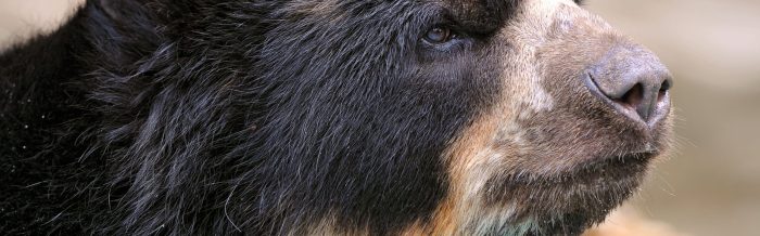 Spectacled Bear