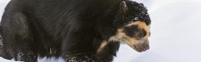 Spectacled Bear