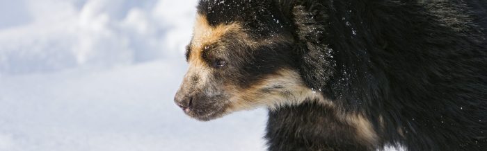 Spectacled Bear
