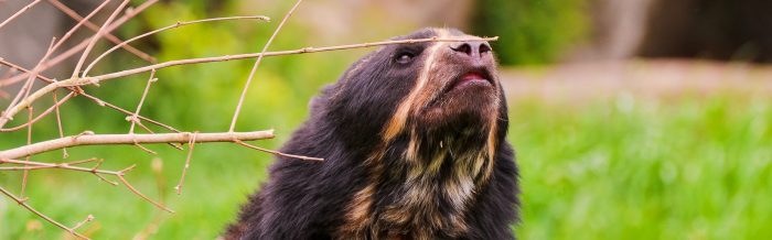 Spectacled Bear
