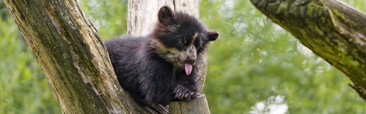 Spectacled Bear
