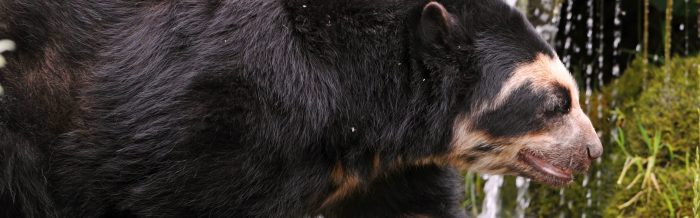 Spectacled Bear