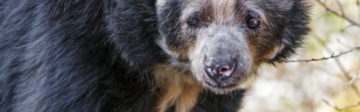 Spectacled Bear