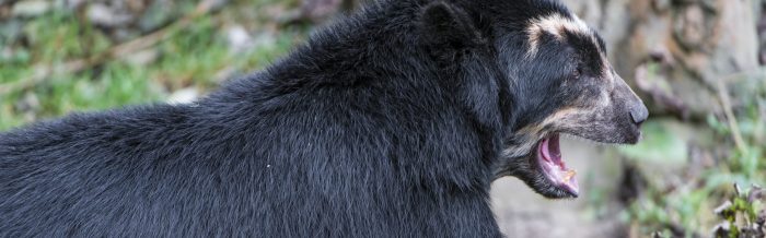 Spectacled Bear