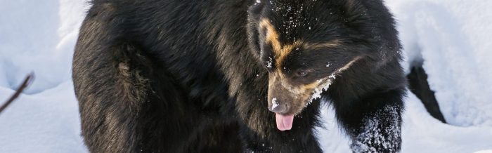 Spectacled Bear