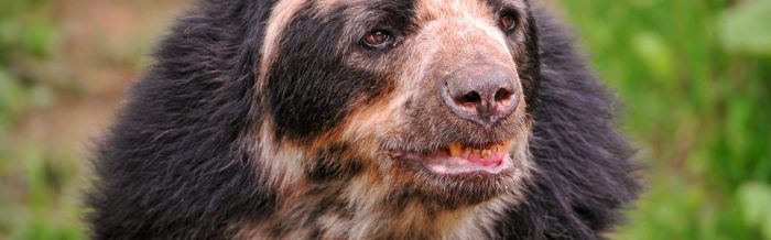Spectacled Bear