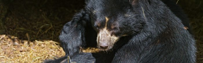 Spectacled Bear