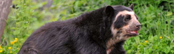 Spectacled Bear