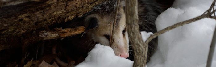 Virginia Opossum