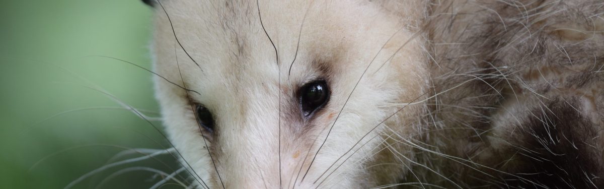 Virginia Opossum
