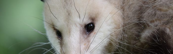 Virginia Opossum