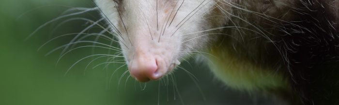 Virginia Opossum