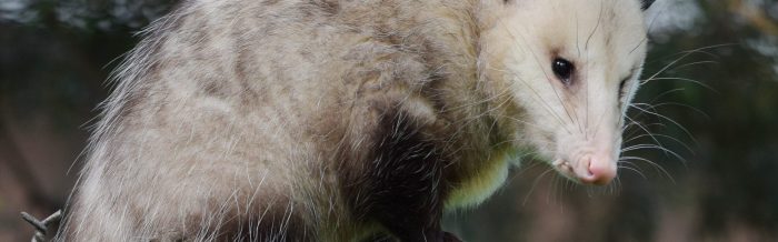 Virginia Opossum