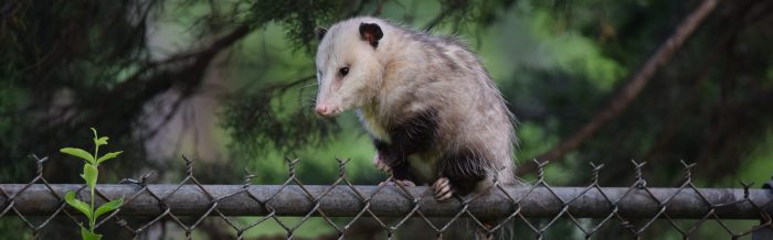 Virginia Opossum