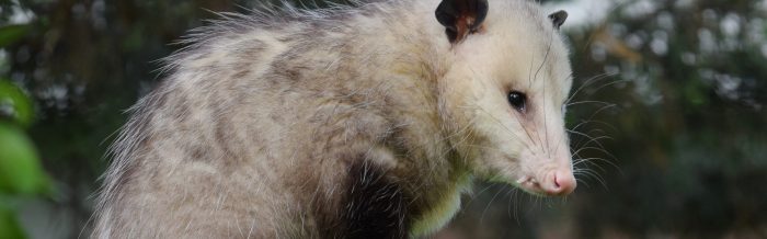 Virginia Opossum