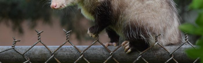 Virginia Opossum