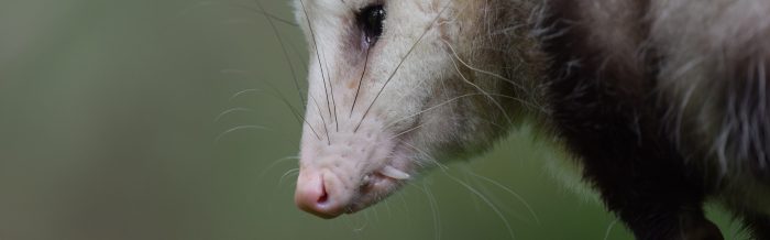 Virginia Opossum