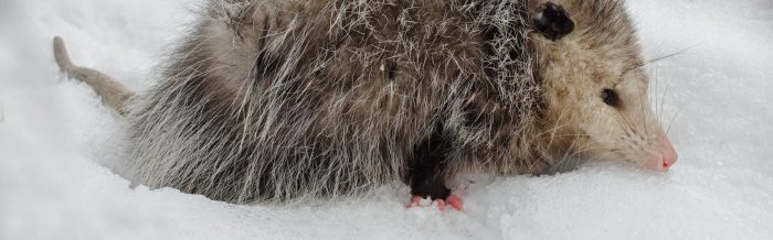 Virginia Opossum