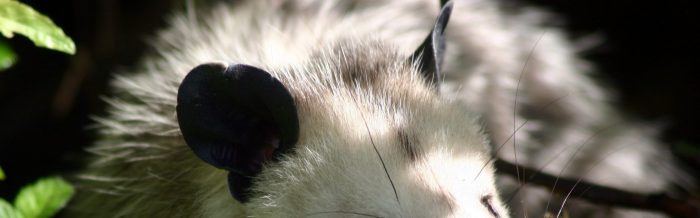 Virginia Opossum
