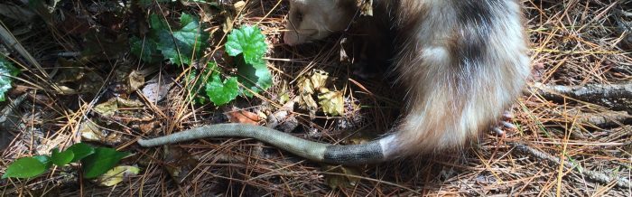Virginia Opossum