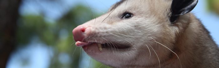 Virginia Opossum