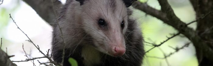 Virginia Opossum