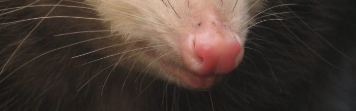 Virginia Opossum