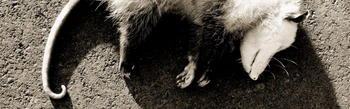 Virginia Opossum