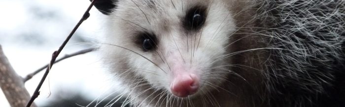 Virginia Opossum