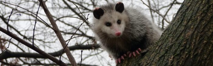 Virginia Opossum