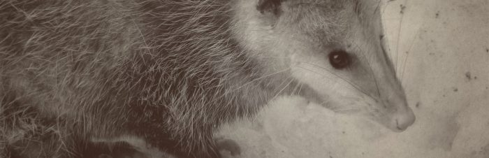 Virginia Opossum